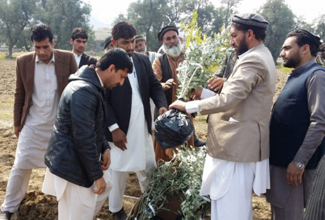 I buoni frutti della cooperazione internazionale Boom olivicoltura in Pakistan grazie all'Italia